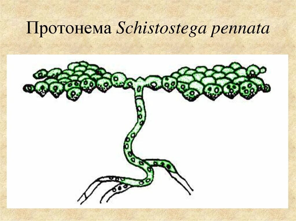 Зеленая нить из споры мха. Протонема сфагнума. Протонема мха строение. Протонема протонема. Протонема мха цикл.