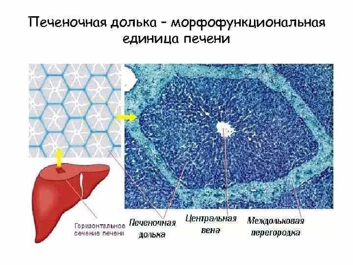 Морфофункциональная единица печени. Структурная функциональная единица печени рисунок. Функциональная единица ткани печени. Строение дольки печени анатомия.