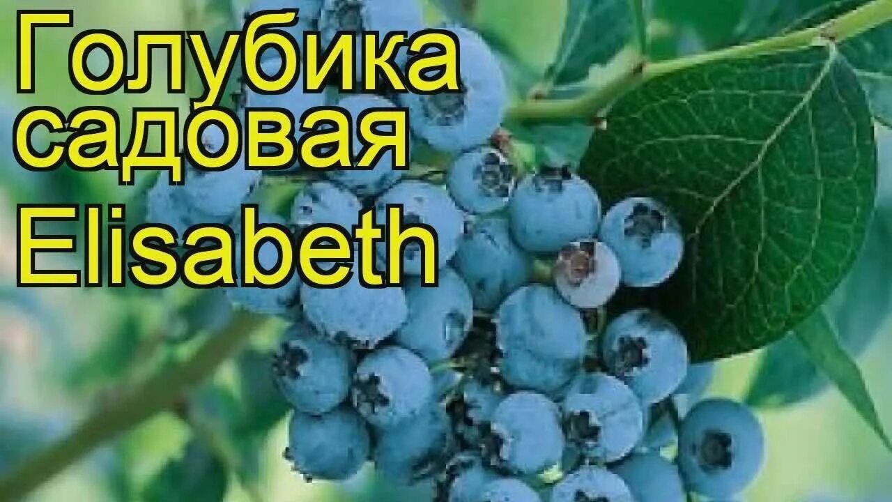 Голубика сорт элизабет. Голубика садовая elisabeth. Саженцы голубика элизабет. Голубика элизабет отзывы садоводов. Саженцы голубики в р9.