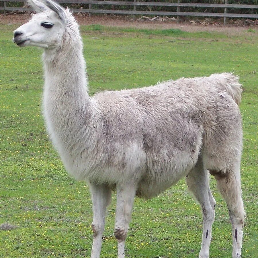 Лама вьючное животное. Llama index. Лама альпака гуанако. Эль пако лама. Llama index.