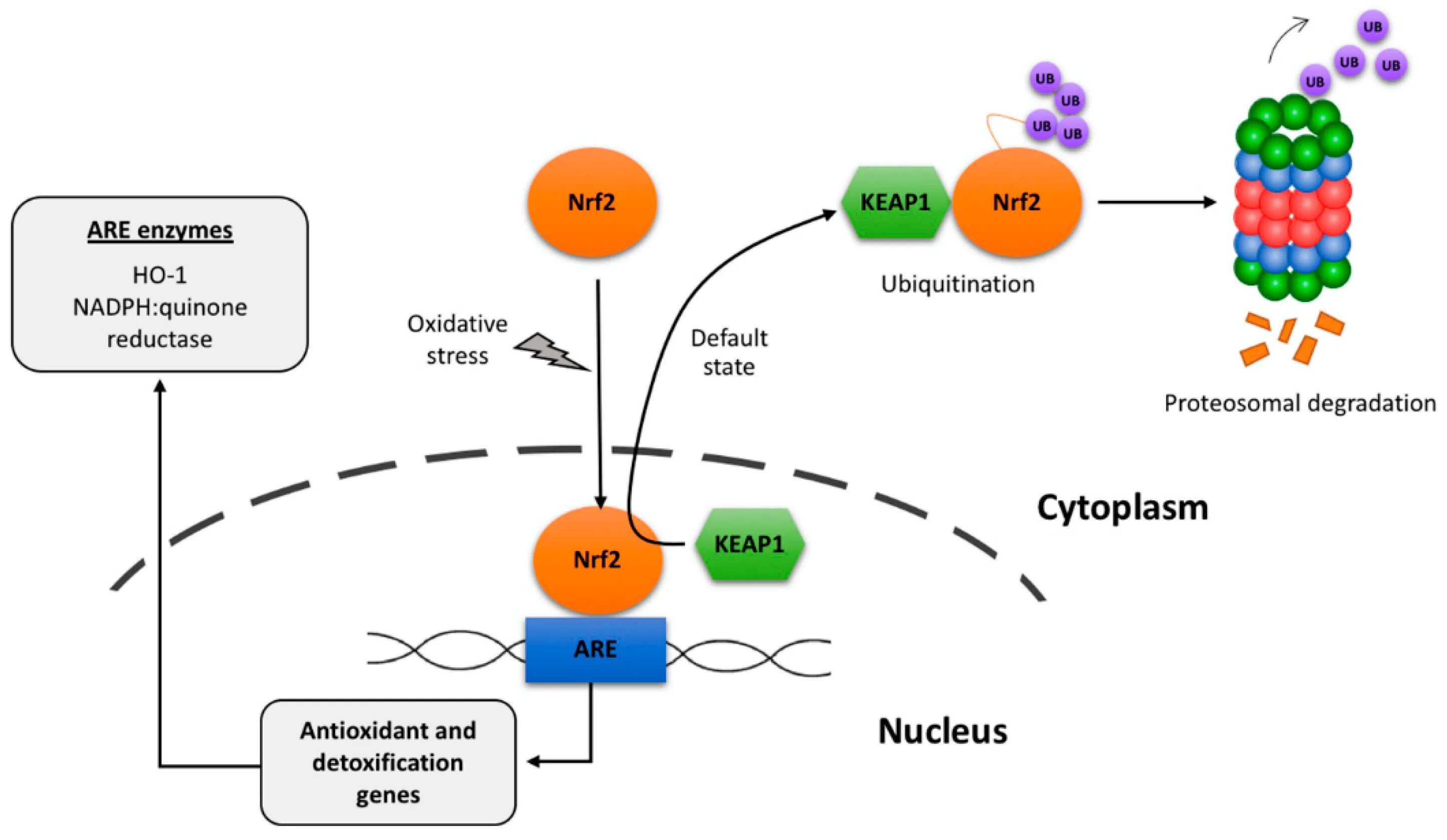 Antioxidant journal. Antioxidant systems. oxidative stress antioxidants. antioxidant mechanism. nrf2.