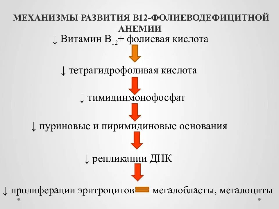 Малокровие недостаток витамина. Механизм развития в12-фолиеводефицитной анемии. Механизм развития витамина в12 дефицитной анемии. Развитие витамин-в12-фолиеводефицитной анемии связано с. В12 фолиеводефицитная анемия причины.