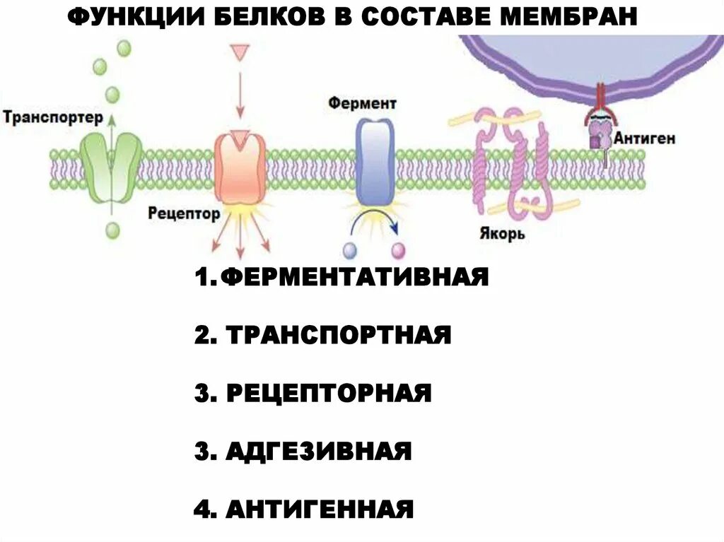 Функции белков коеиочныз мембраны. Функции белков в клеточной мембране. Функции белков в плазматической мембране. Функции белка в клеточной мембране. В состав входят транспортные белки