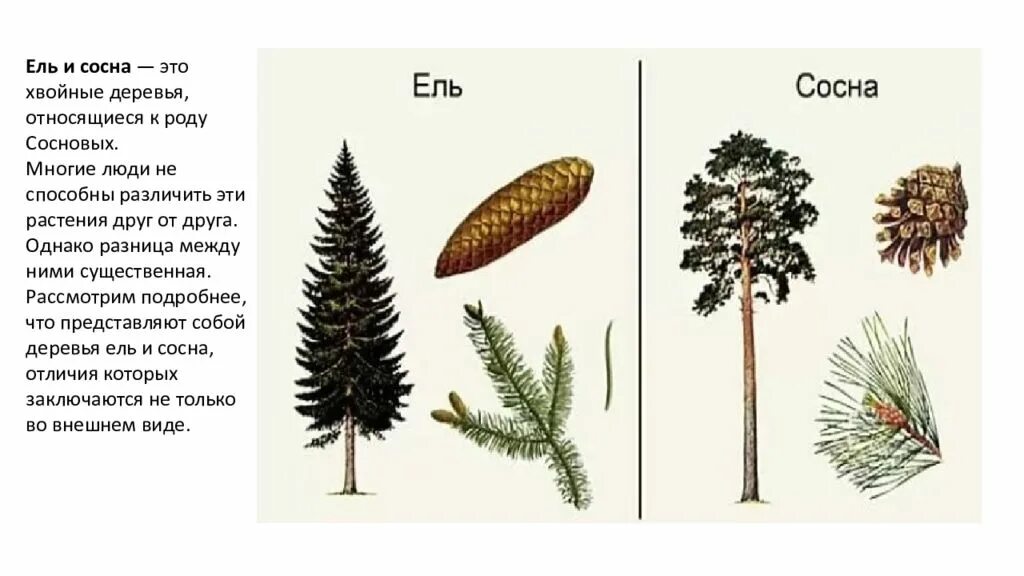 Хвойные деревья по шишкам. Хвойные деревья названия с картинками. Ель и сосна. Что относится к хвойным деревьям.
