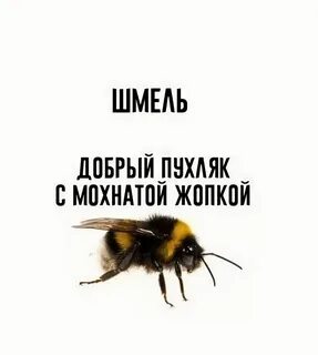 Летает жужжит мохнатый шмель сладкий сок собирает