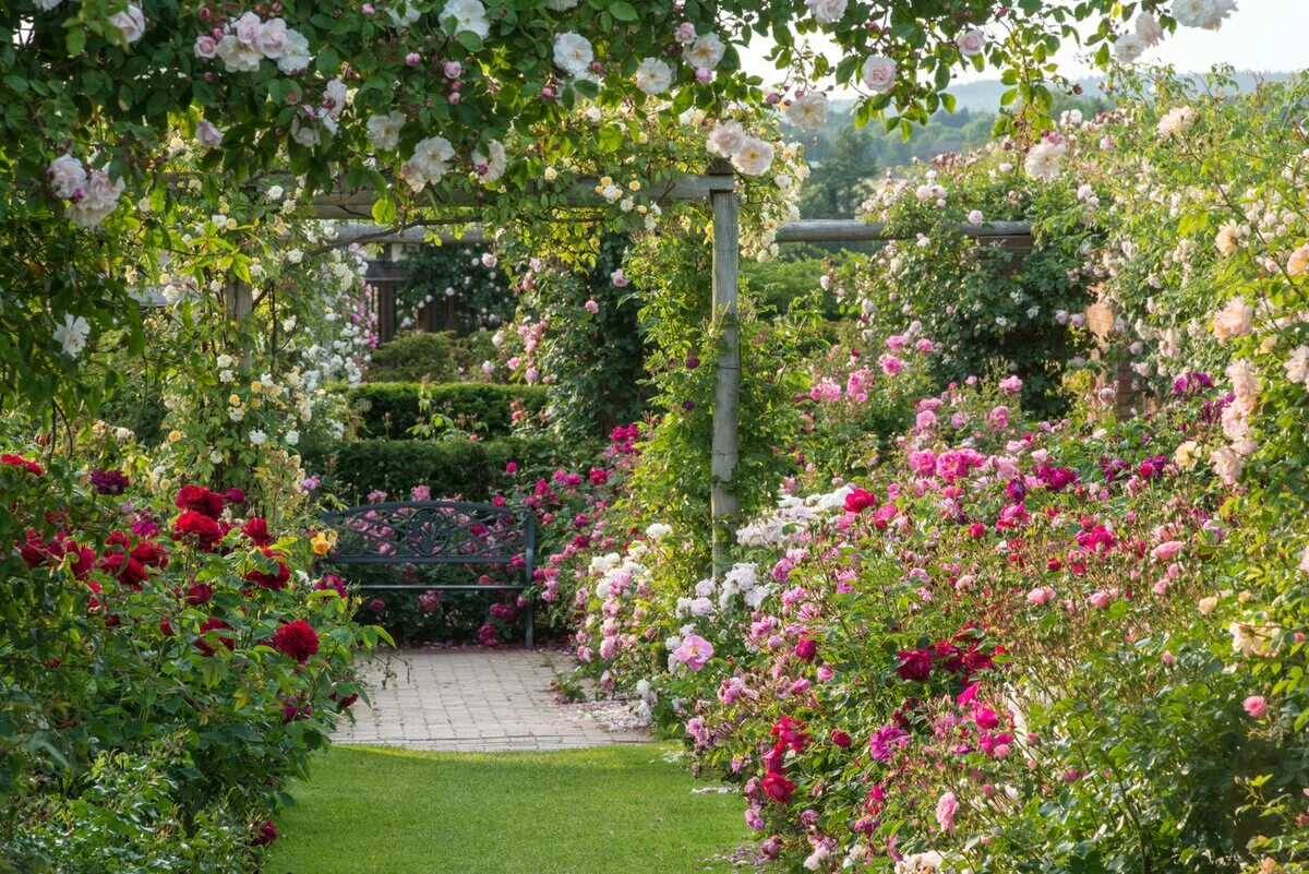 Голубой сад роз. Сад роз (розарий) Дэвида Остина. Розарий Дэвида Остина в Англии. Плетистые розы сады Англии. Розарий в саду Дэвида Остина.