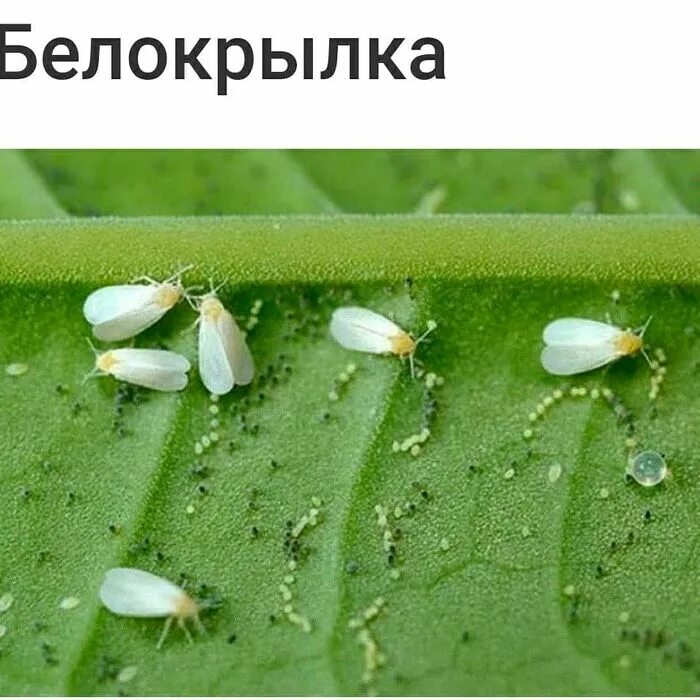 Как избавиться от белокрылки в теплице осенью