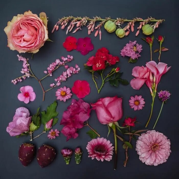 Как называется коллекция цветов. Emily blincoe «arrangements». гербарий эстетика. гербарий из цветов.
