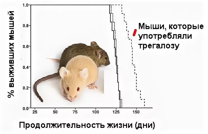 Продолжительность жизни мыши. Продолжительность жизни грызунов. Срок жизни мышей. Продолжительность жизни крысы.