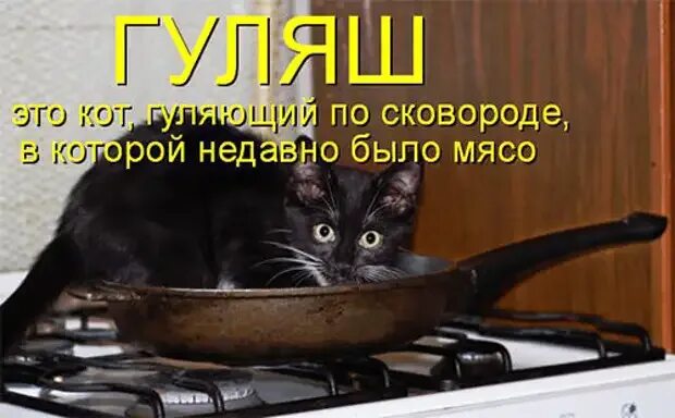 Я не люблю кошек ты просто не умеешь их готовить. Вы просто не умеете их готовить. Вы не любите кошек просто умеете их готовить. Вы не любите кошек просто умеете их готовить. Вы не умеете их готовить.