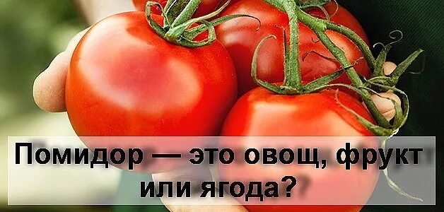 Томат это ягода или фрукт. Помидор это фрукт или овощ. Помидор это ягода или овощ. Томат это ягода или овощ. Томат это фрукт или овощ.