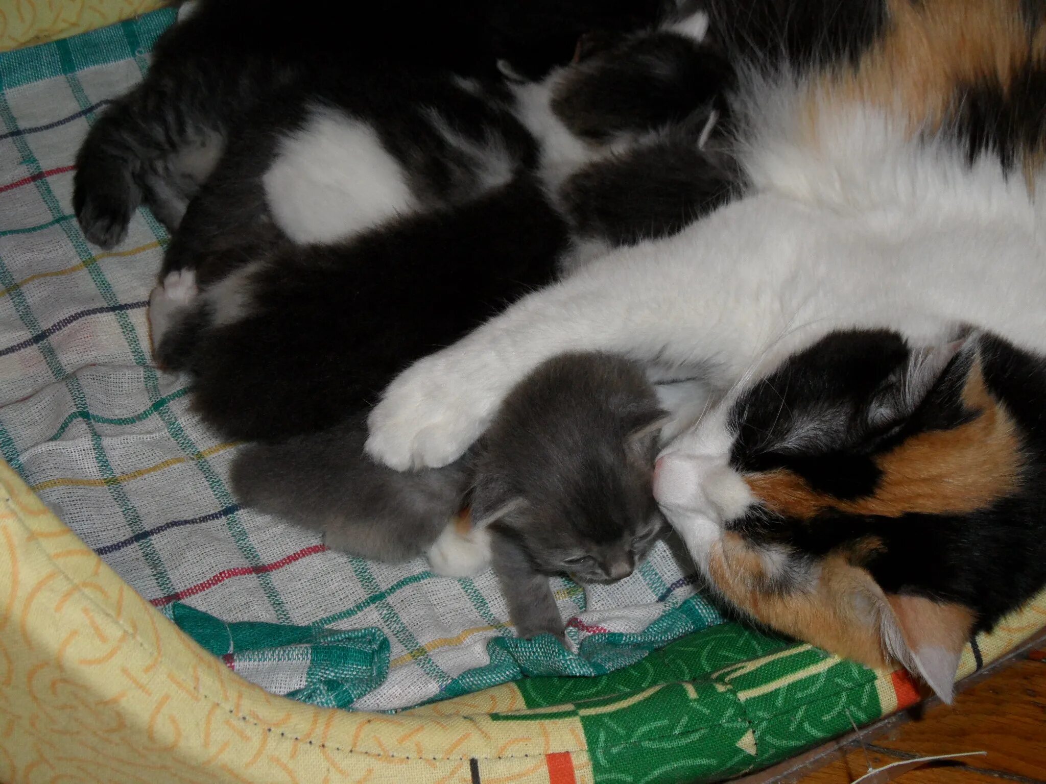 Недельные котята. 3 недельный котенок. Шотландская вислоухая котята 2 недели. Котенку 2 3 недели. Котенок британец 2 месяца.