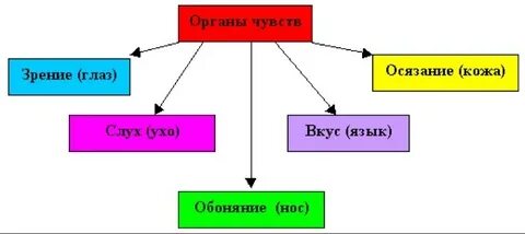 Органы чувств у организмов