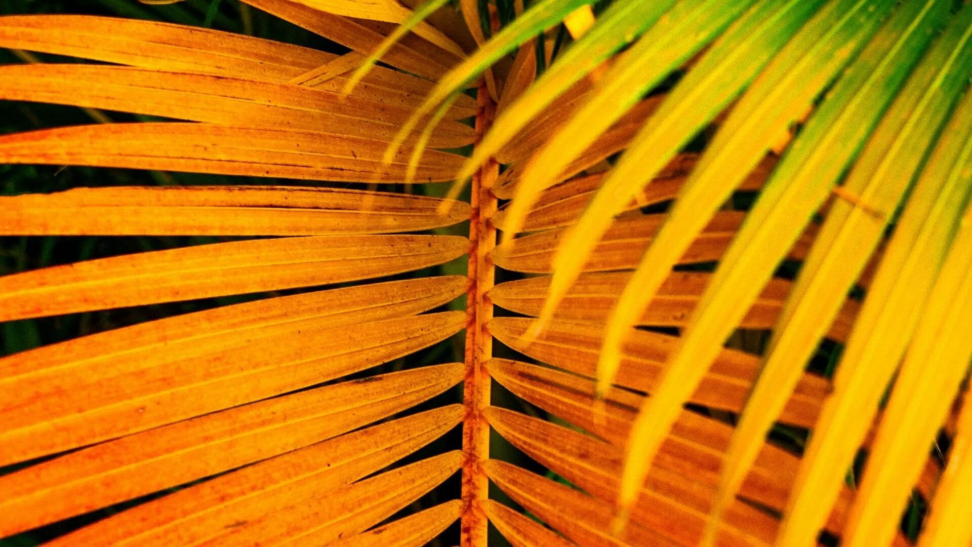 Пальмовые листья. Тропические растения. Тропические пальмовые листья. Ветка пальмы.