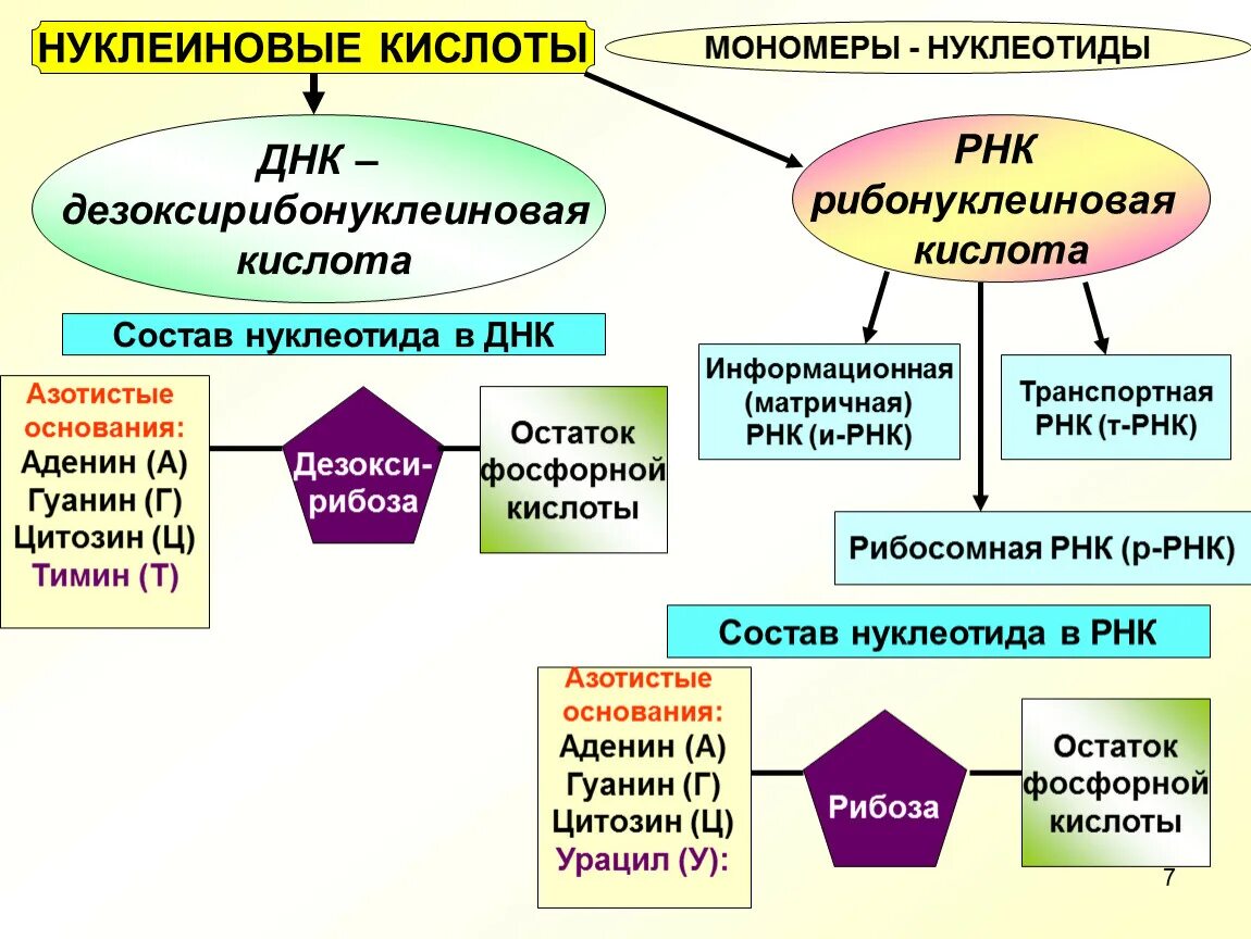 Биология 10 класс нуклеиновые кислоты ДНК И РНК. Состав нуклеиновых кислот ДНК РНК. Строение нуклеиновых кислот биология 10 класс. Нуклеиновые кислоты ДНК И РНК 9 класс.