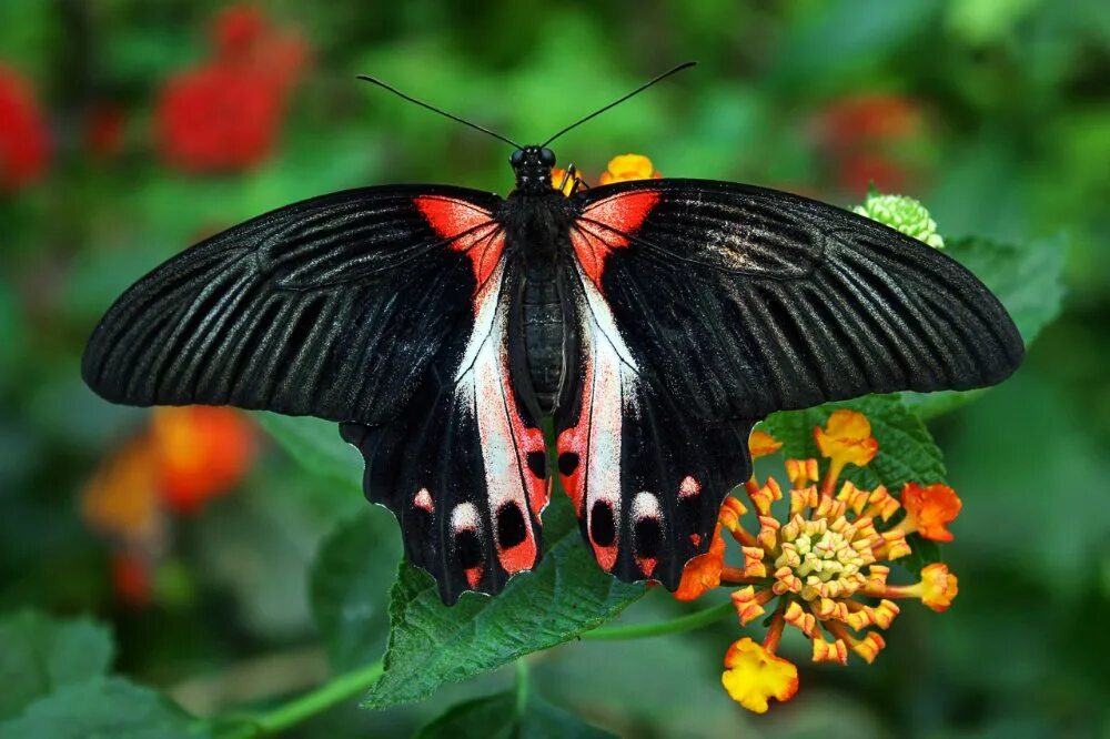День изучения бабочки. Бабочка Кернс Бердвинг. Бабочка парусник Коцебу. Парусник Румянцева бабочка. Красивые бабочки.