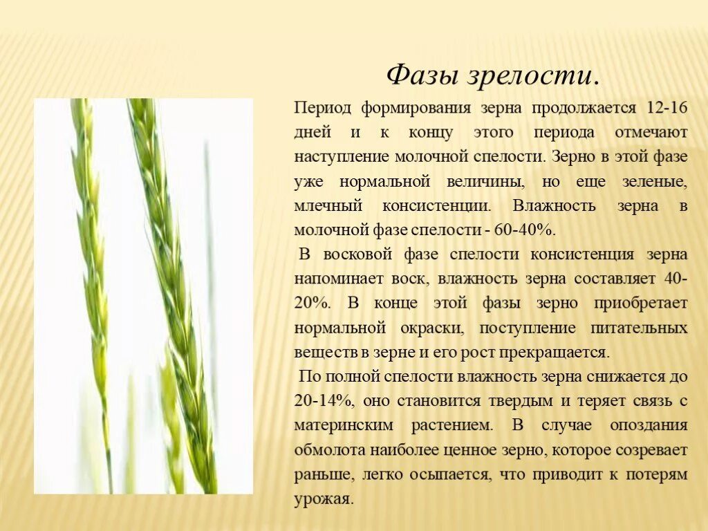 Развитие ячменя. Период созревания озимой пшеницы. Период формирования зерна. Стадии созревания пшеницы. Стадии развития зерна.