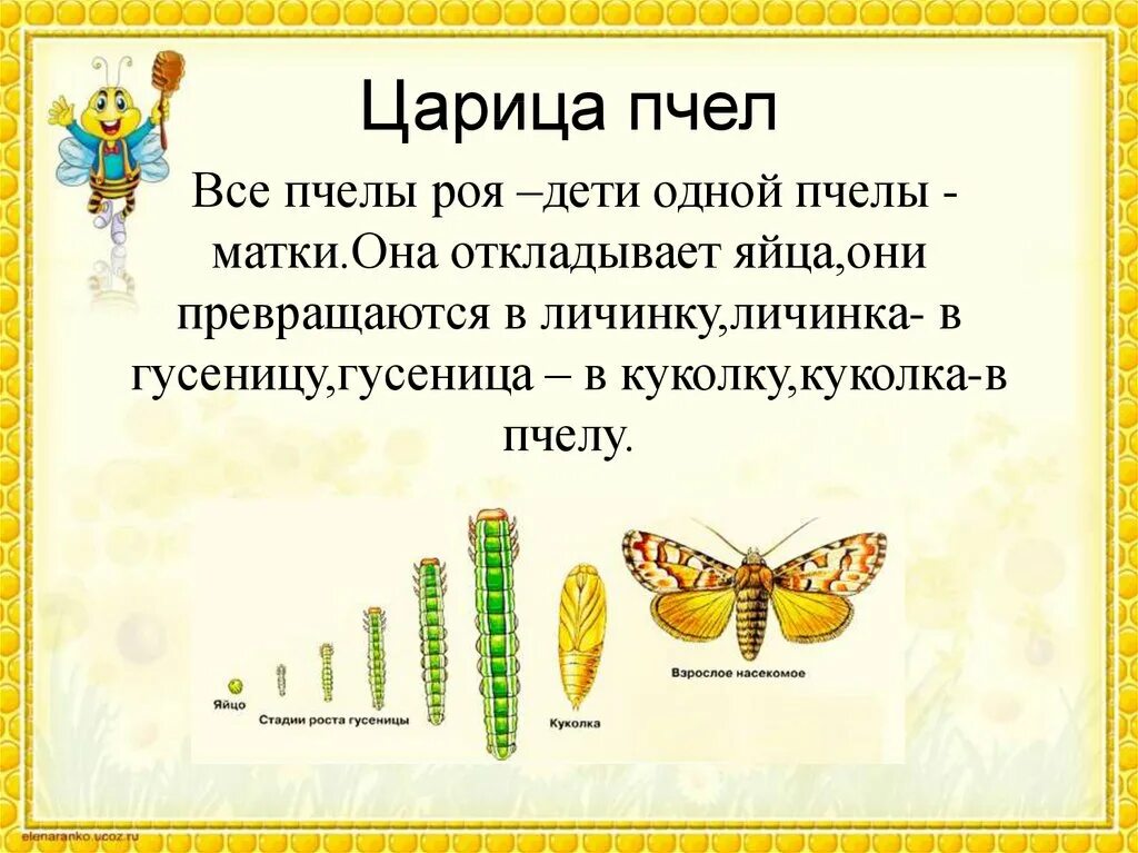 Царица пчел. Строение пчелы для детей. Численность пчел. Внешнее строение рабочей пчелы.