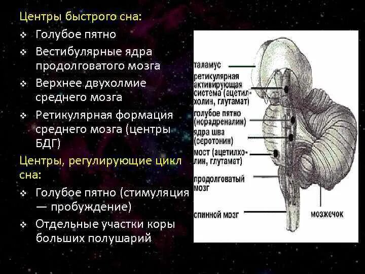 Центр сна в мозге. Ядро Дейтерса продолговатого мозга. Вестибулярные ядра продолговатого мозга. Вестибулярные ядра ствола мозга. Голубое пятно ретикулярной формации.