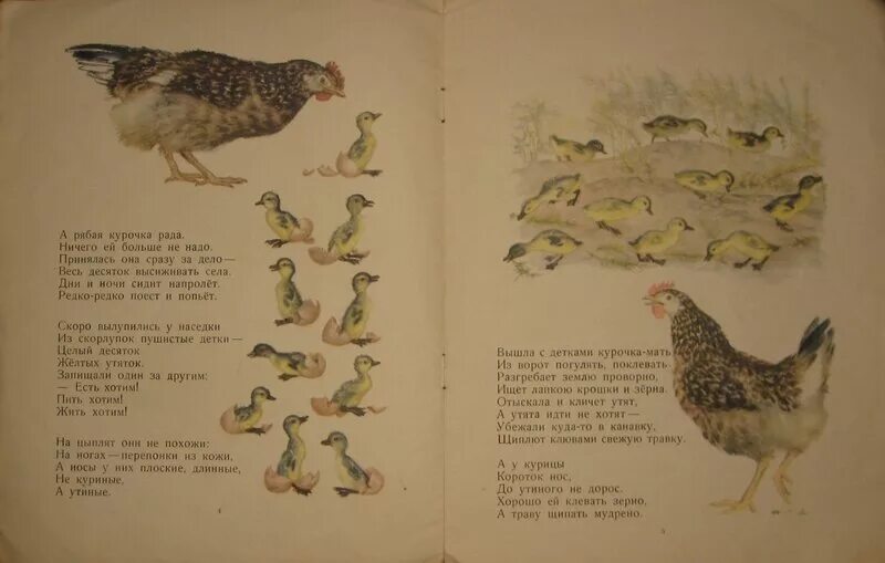 Курочка ряба и 10 утят маршак читать. Курочка ряба и 10 утят маршак. самуил яковлевич маршак «курочка ряба и десять утят».. с маршак курочка ряба и десять утят текст. маршак курочка ряба и 10 утят текст.