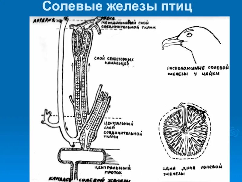 Железа развитая у птиц