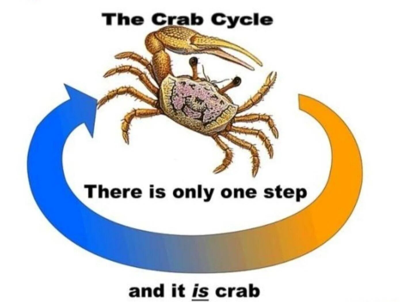 Our is not the only life form. Мемы с крабами. Спай краб. Краб Мем. Crab Cycle there is only i Step.