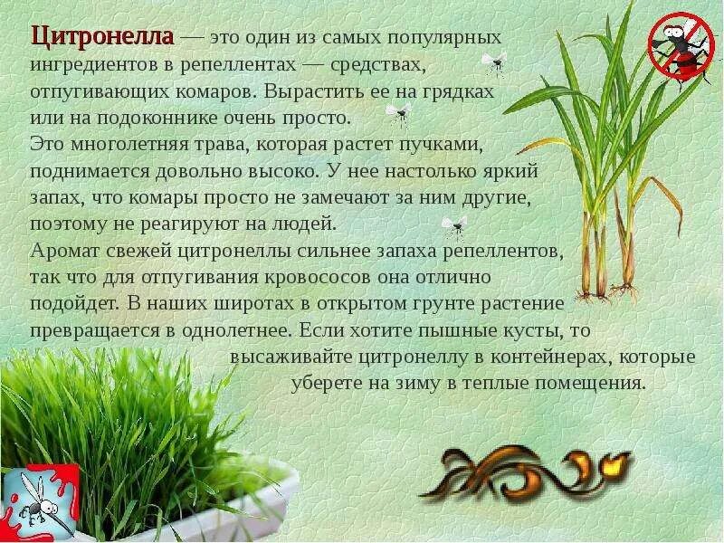 Цитронелла от насекомых. Цитронелла от насекомых