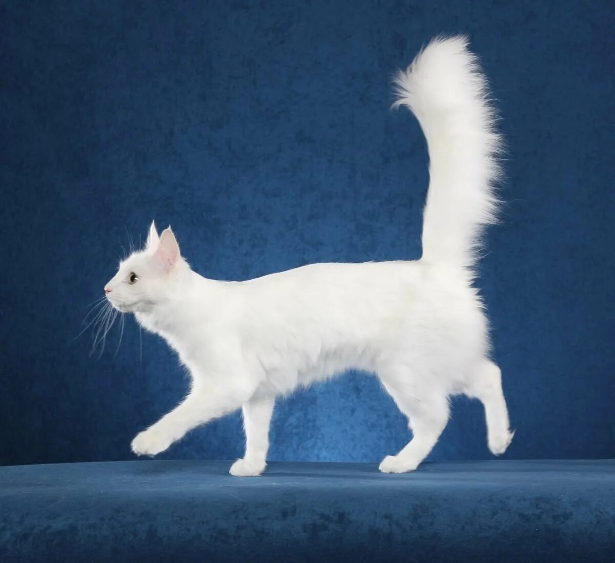 Ангорская кошка хвост. Турецкая ангорская кошка. Белые кошки пушистым хвостом. Сибирская ангорская кошка белая. Сибирская лесная кошка белая.
