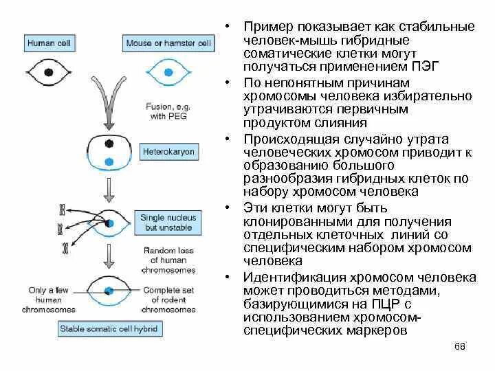 Гибридные материалы. Гибридные клетки мыши и человека. Суть метода получения гибридных клеточных линий.. Примеры гибридных процессов. Аппарат деления клетки