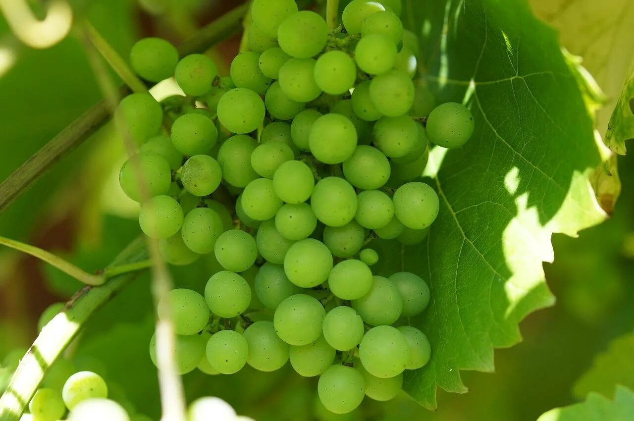 Виноград зеленый польза. Green seedless grapes. Виноградовство зеленый виноград. Виноград Олга зелёный сорт. Виноград круглый зеленый.