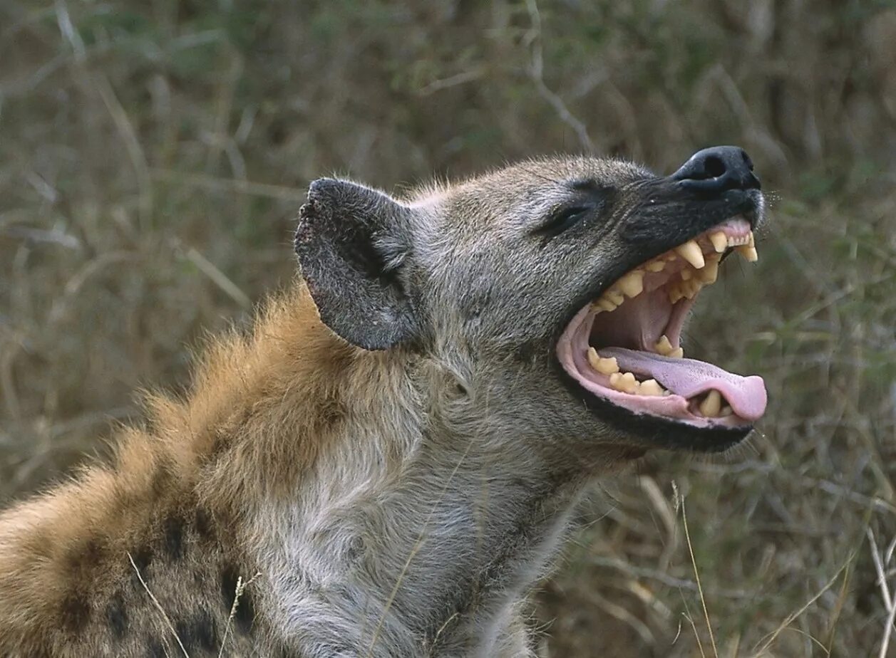 лев зевает. африка саванна лев. какое африканское животное никогда не зевает. павиан зевает. большие кошки.