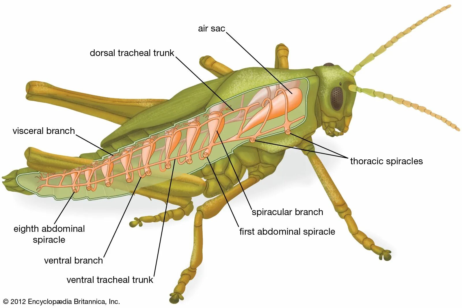 Дыхательная система кузнечика. Строение дыхательной системы насекомых. Дыхательная система насекомых кузнечик. Пищеварительная система кузнечика. Насекомое работающее на компетентные органы