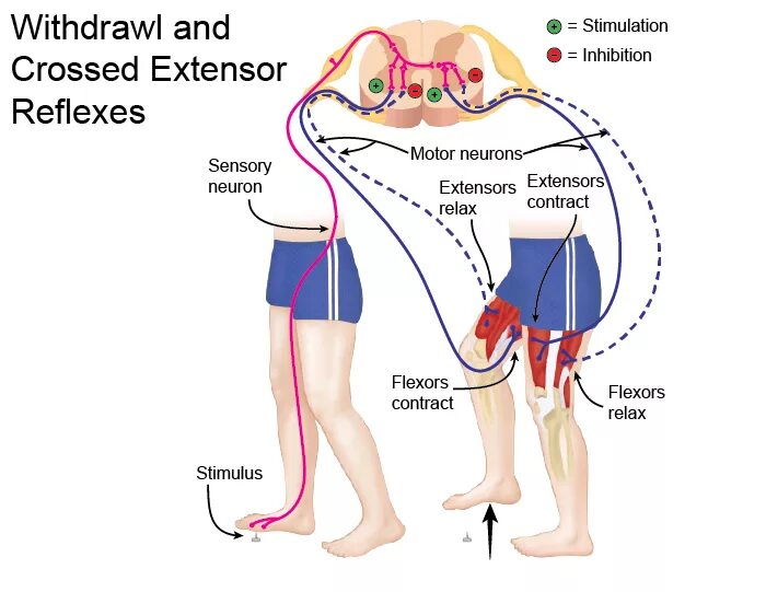 Autonomic Reflex Arc. Crossed extensor Reflex. Рефлекс красного цвета соматика. Components of Autonomic Reflex Arc.