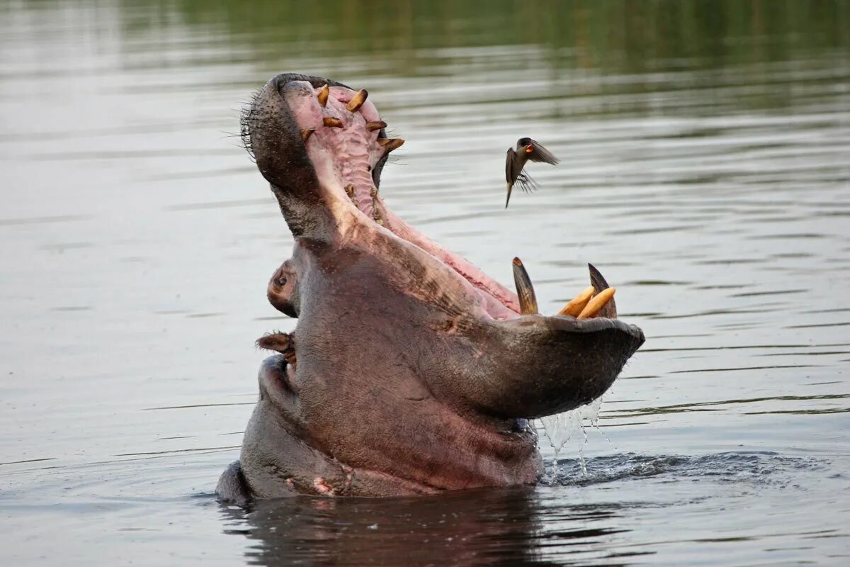 Птица чистит зубы бегемоту. Бегемот умывается. Бегемот чистит зубы. Гигантский бегемот. Бегемот чистит зубы.
