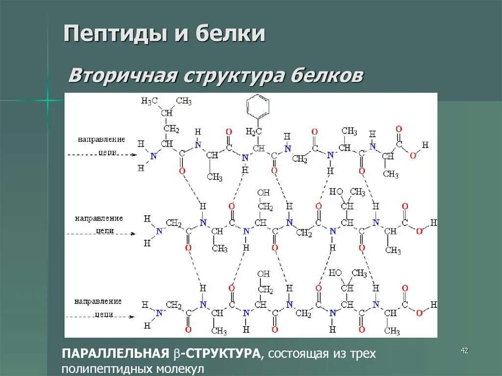 Полипептид это белок. Вторичная структура аминокислот. Структура пептидов. Вторичная структура пептидов. Вторичная структура белка.