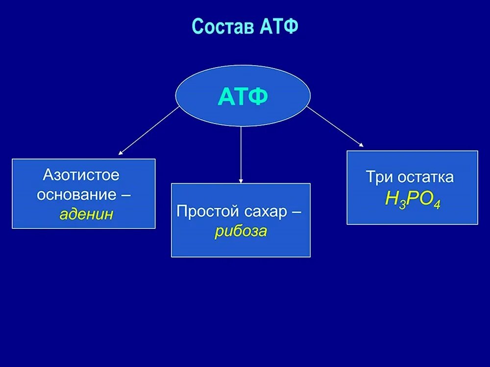 Атф это. Функции молекулы АТФ. Химическое строение АТФ. АТФ состав строение функции. Хим структура АТФ.