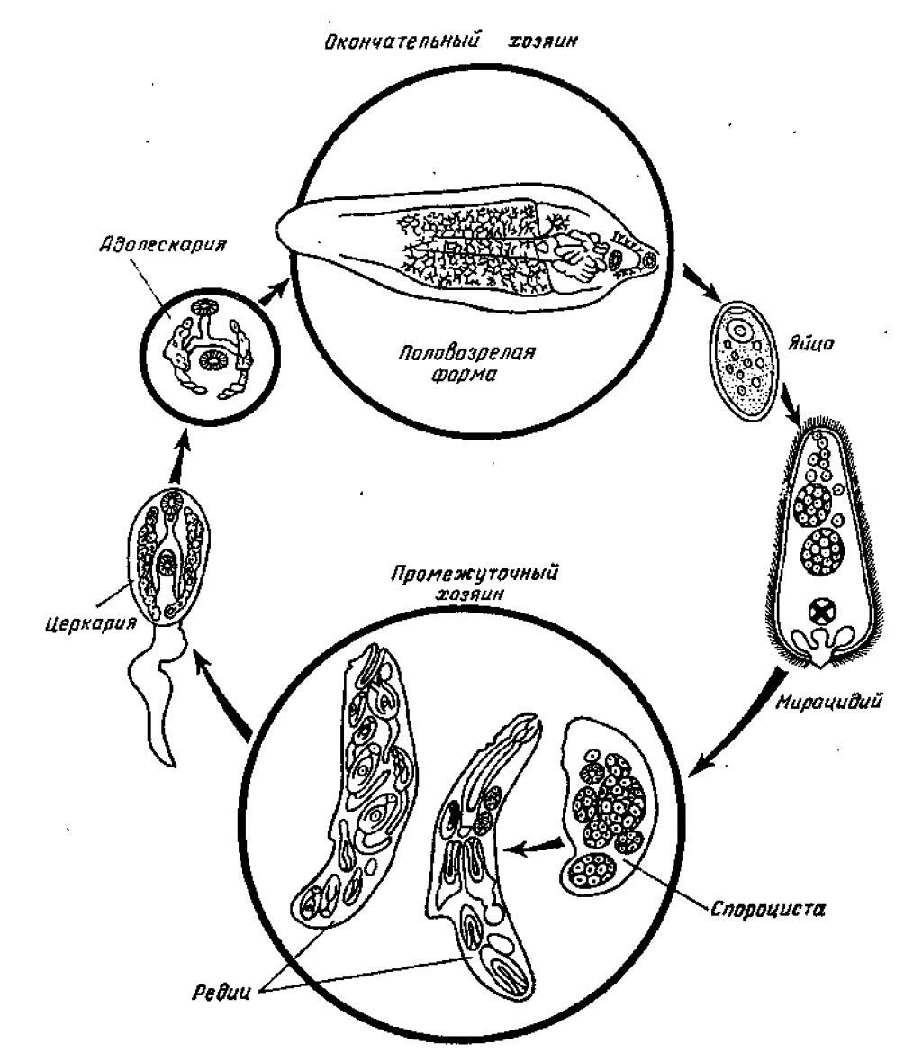 Жизненный цикл печеночного сосальщика. Жизненный цикл печеночного сосальщика рисунок. Яйцо печеночного сосальщика цикл. Стадии жизненного цикла печеночного сосальщика. Спороцисты редии