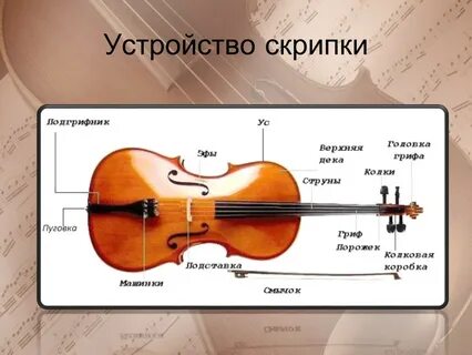 Как называют скрипку