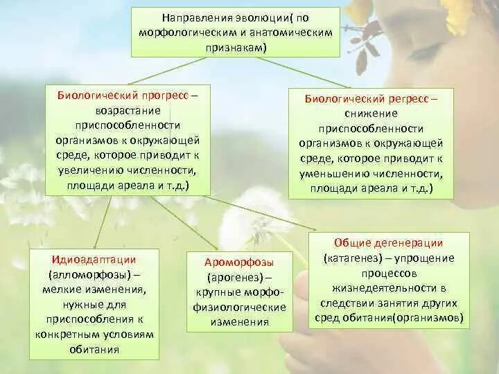 Направление развития 9. Направления эволюции растительного царства.