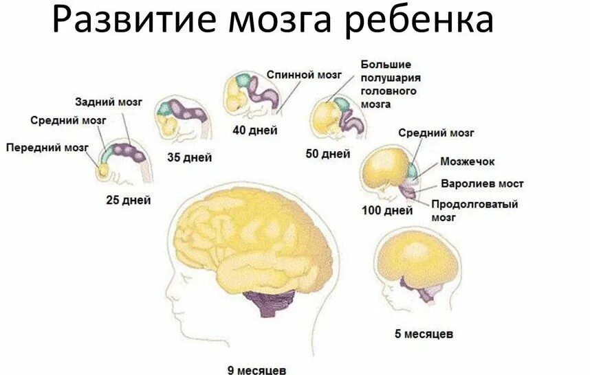 Как развивается мозг человека. Развитие мозга ребенка. головной мозг ребенка. формирование мозга у ребенка. формирование головного мозга.