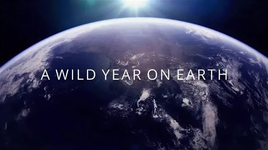 Wild year