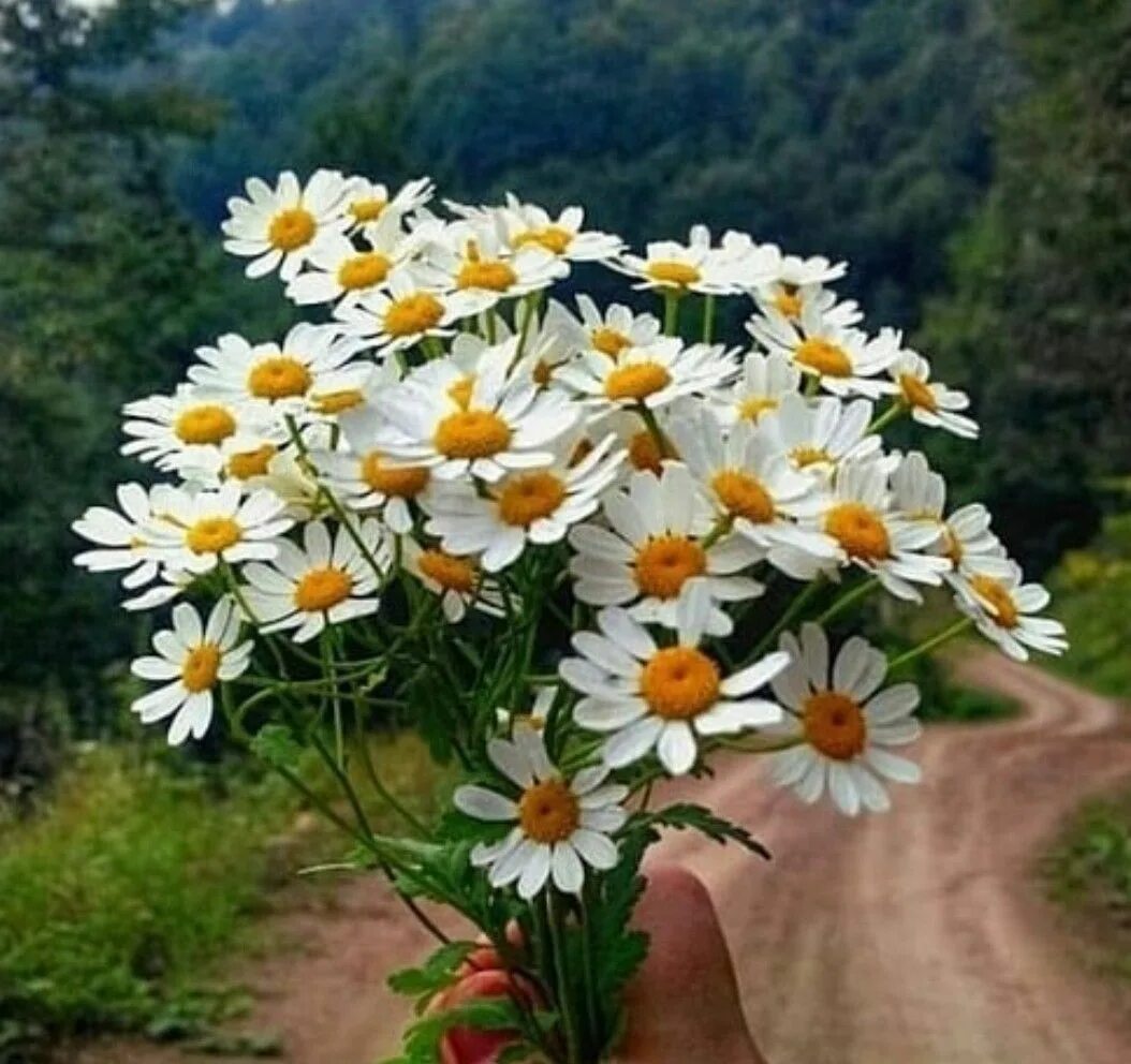 Ромашковый сад. Пиретрум белый и лилии на клумбе. Ромашковые сады. Дикая ромашка. Ромашковые сады.