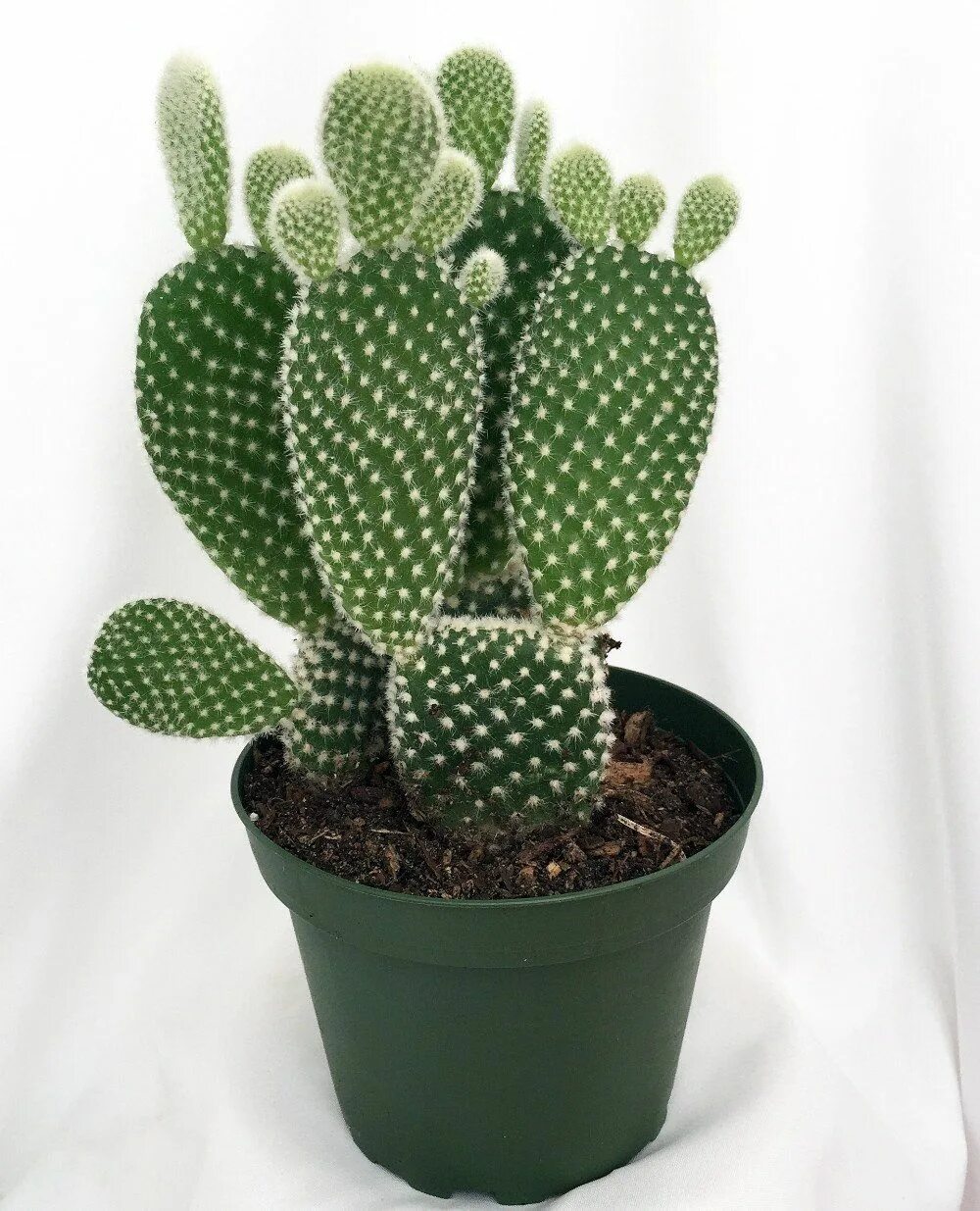 Cactus dg. Кактус опунция. Кактус опунция мелковолосистая. Опунция микродазис. Кактус опунция Альба.