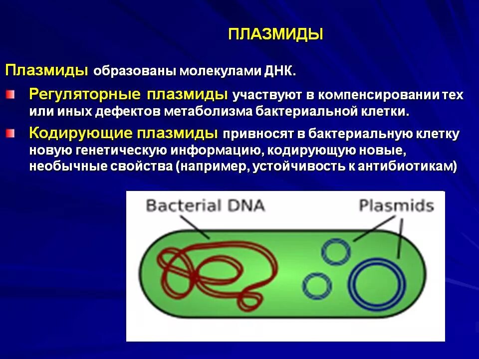 Строение бактерии плазмида. Строение плазмид бактерий. Строение плазмидв бактерий. Строение клетки бактерии плазмида. Прокариоты наследственная информация