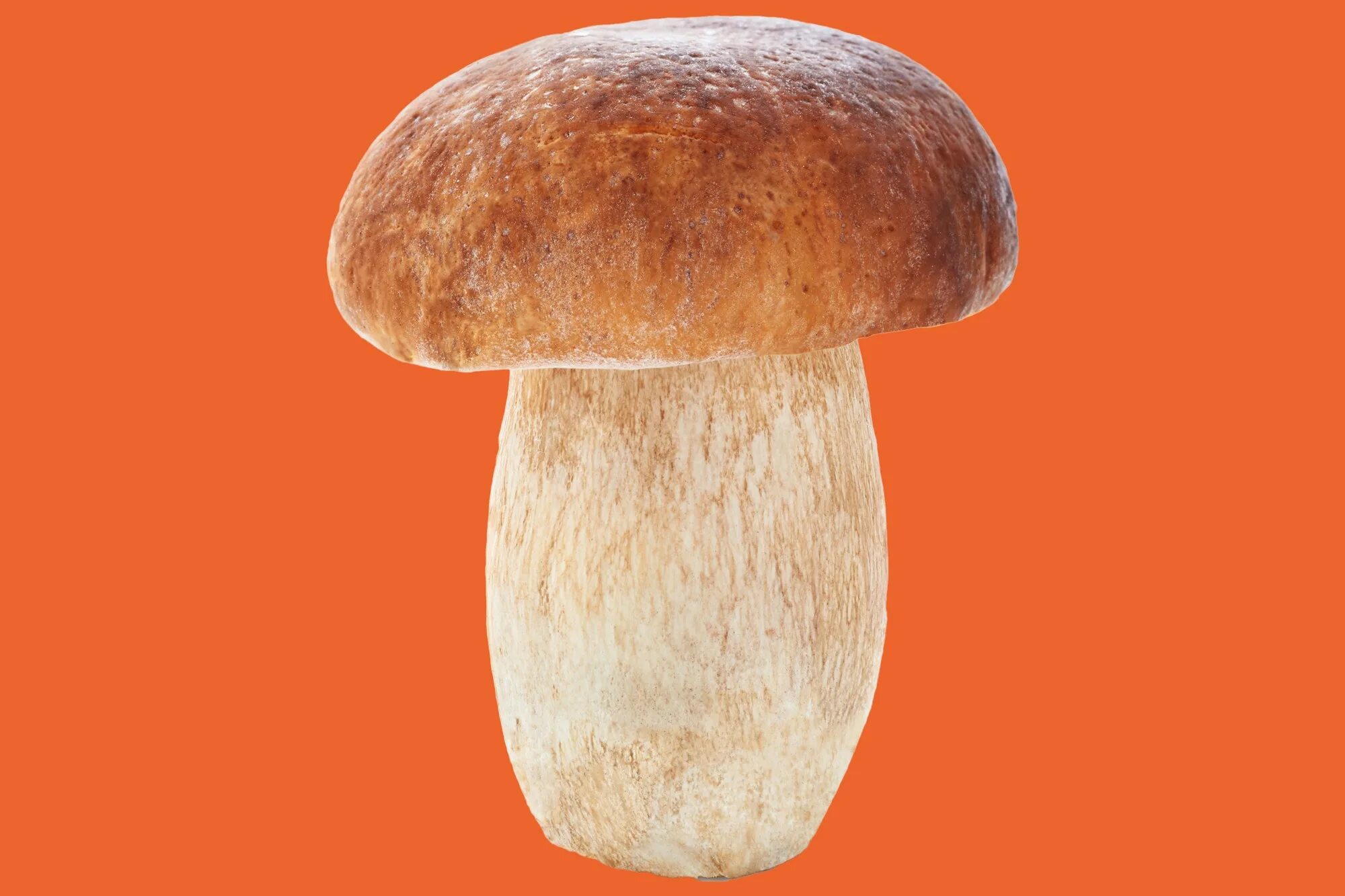 Types of Mushrooms. Kinds of Mushrooms. Gigachad Mushroom. Kinds of Mushrooms in English. 14 1305 mushroom