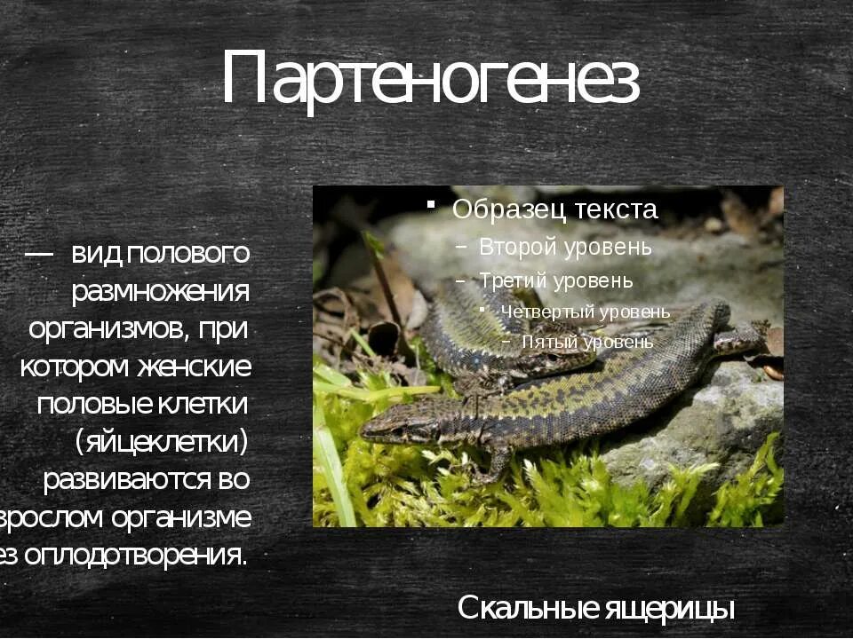 Скальные ящерицы партеногенез. Партеногенез у ящериц. Партеногенез у земноводных. Партеногенез у варанов.