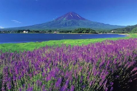 Purple japan