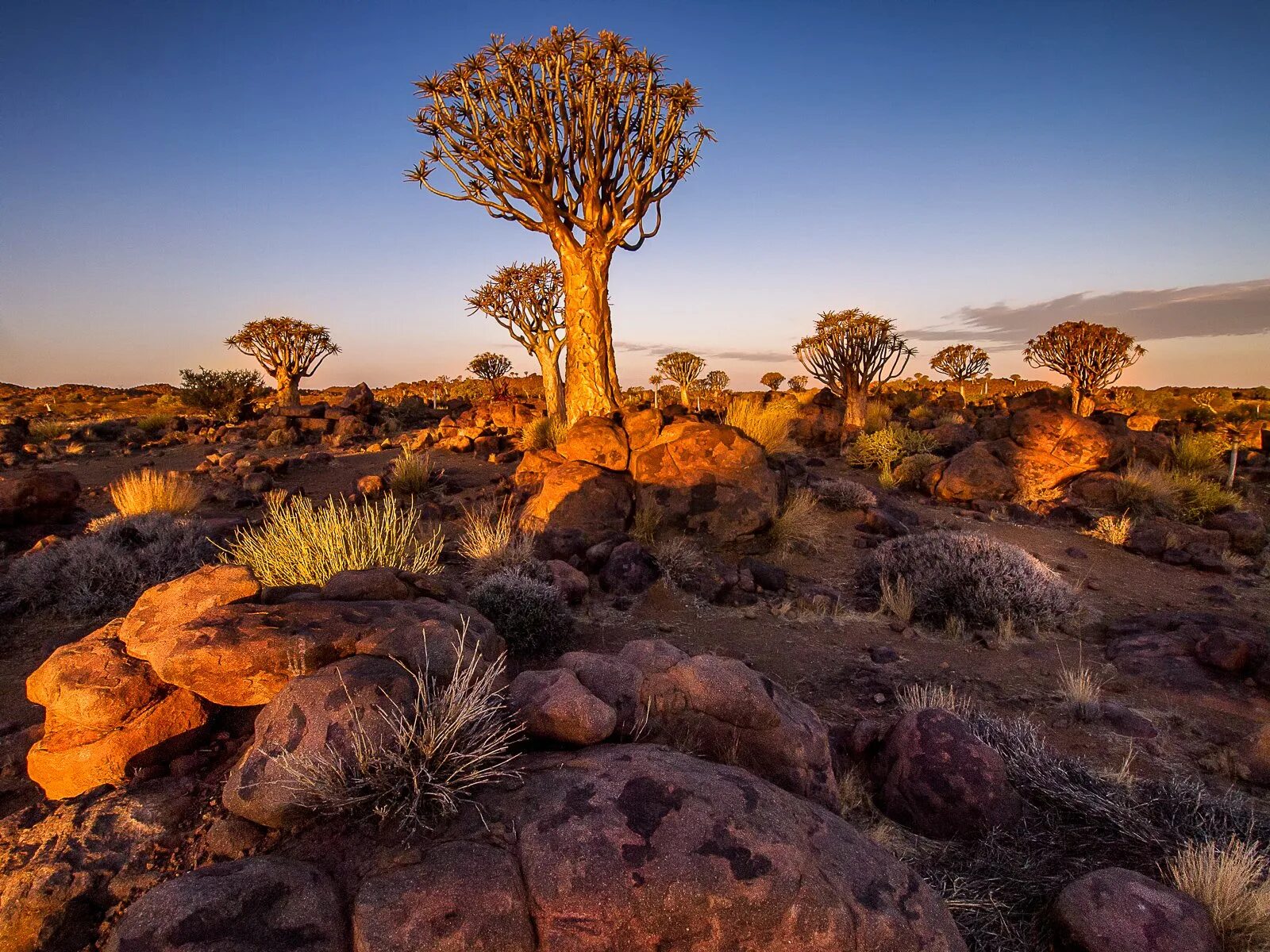 Растения восточной африки. Саванна Калахари. Намибия Калахари. Намибия пустыня Калахари. Африка пустыня Калахари.