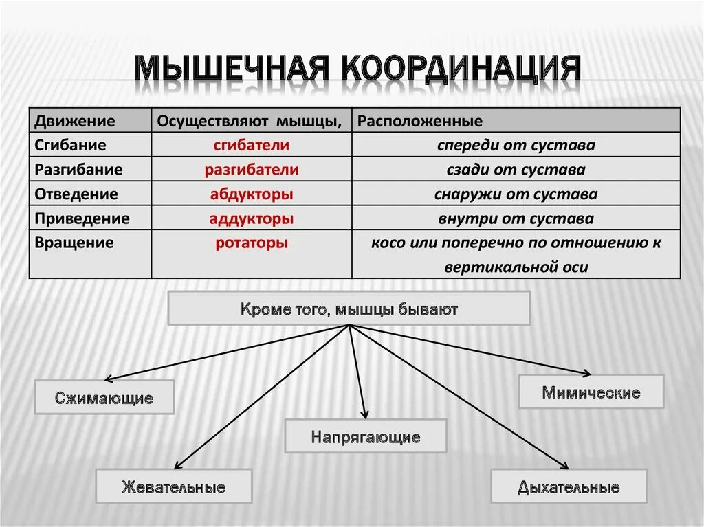 Координация мышц. Мышечная координация таблица. Работа мышц. Функции мышц синергистов и антагонистов. Согласованная работа мышц.