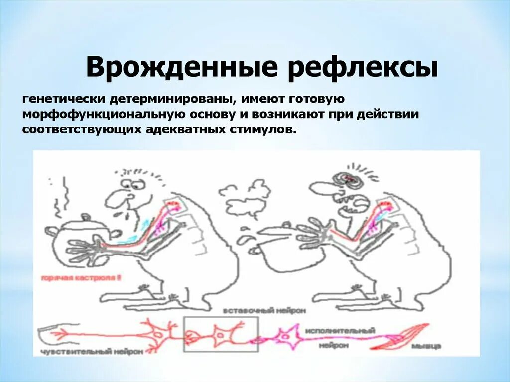 Врожденные какой рефлекс. Врожденные рефлексы. Врожденные безусловные рефлексы. Что такое рефлекс и врожденные рефлексы. Врождённые рефлексы челоовека.